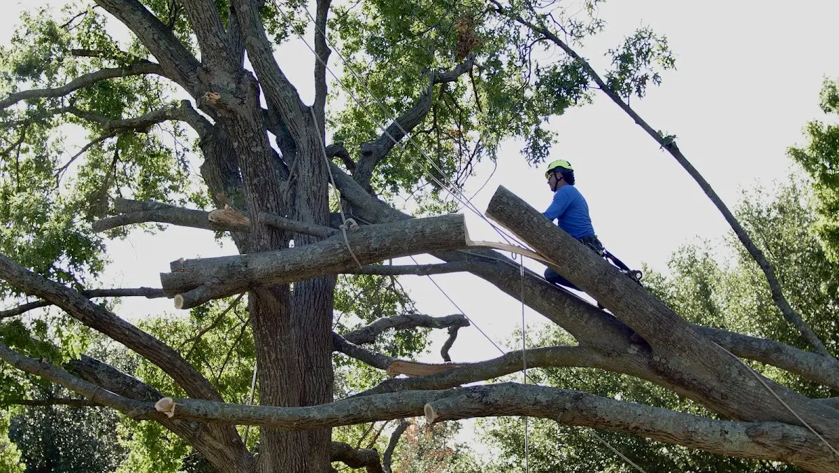 Professional Crown Thinning performed by certified arborists in Russellville