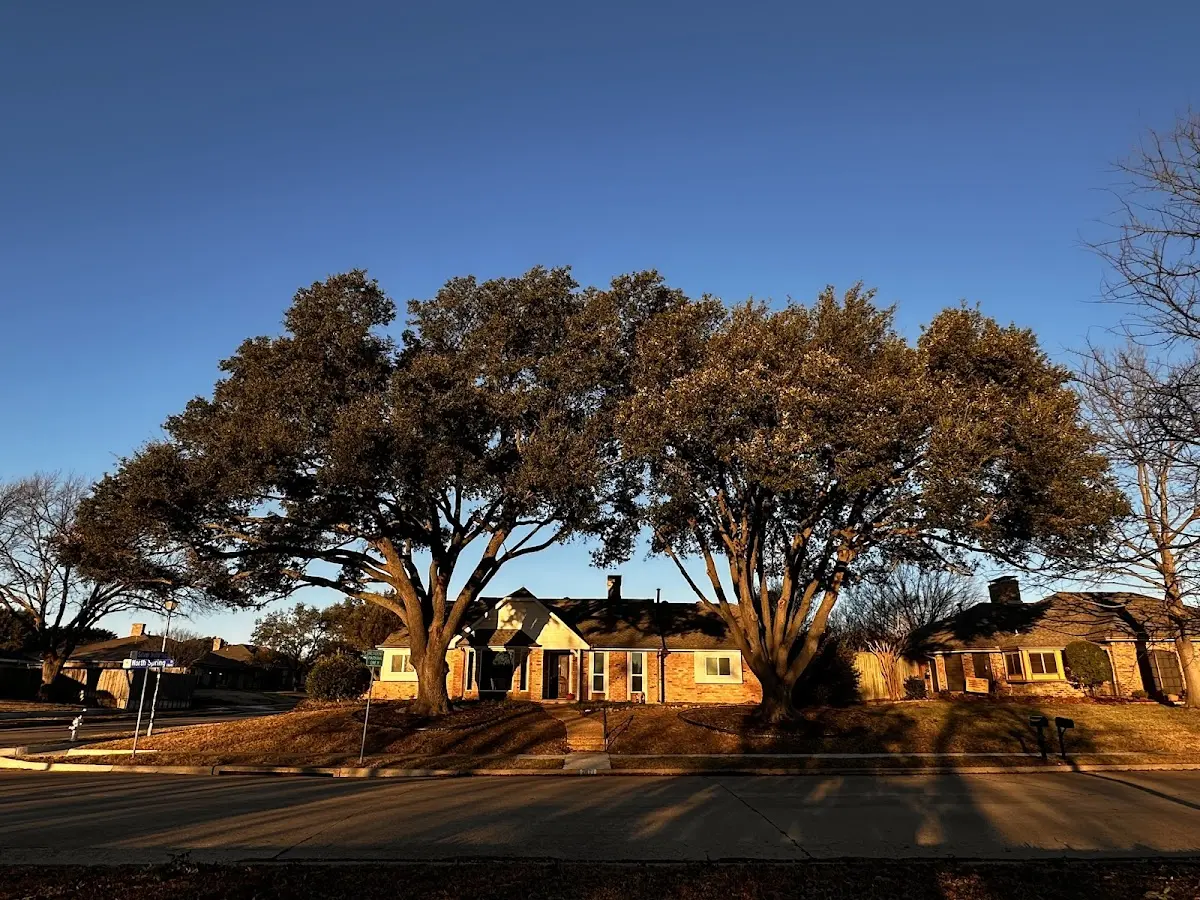 Established residential canopy tree shading a home in Russellville